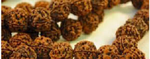 rudraksha mala, online rudraksha, jitubhai pandit astrologer