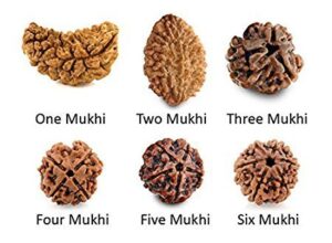 jitubhai , rudraksha, rudraksha mala, astrology